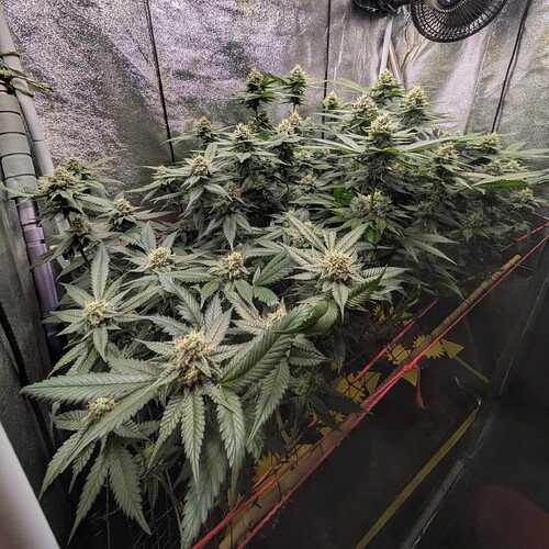Growreport Bild 8
