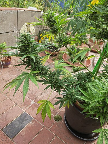 Growreport Bild 3