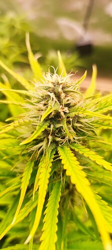 Growreport Bild 22