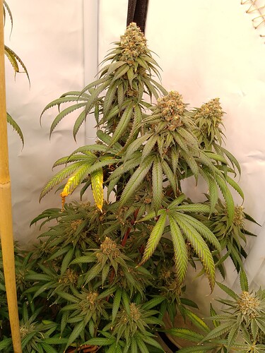 IMG_20240730_032358_191