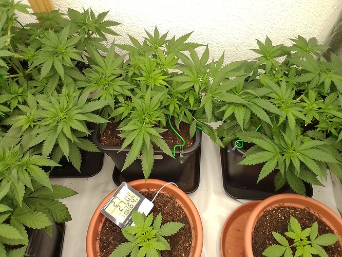 Growreport Bild 12