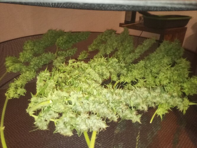 Growreport Bild 6