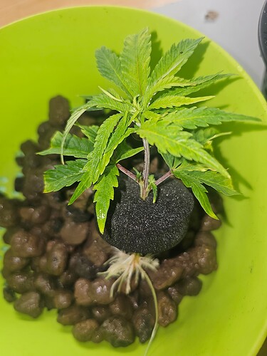 Growreport Bild 39