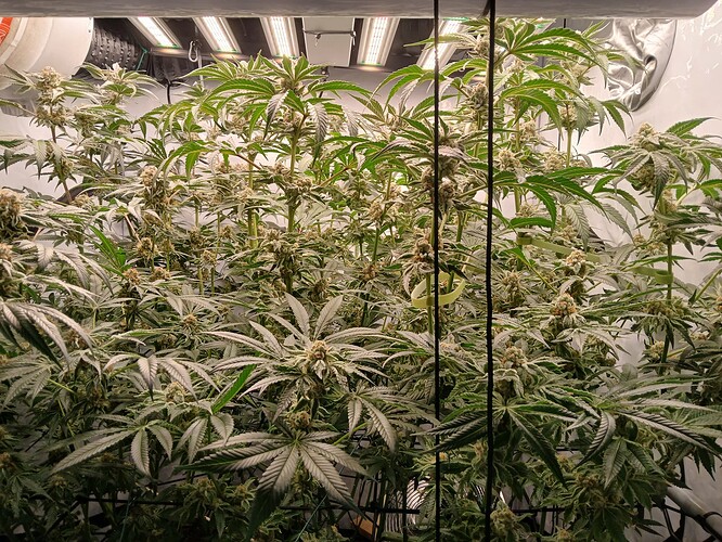 Growreport Bild 3