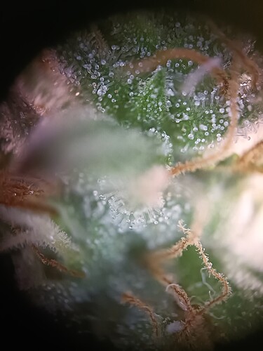 Growreport Bild 25