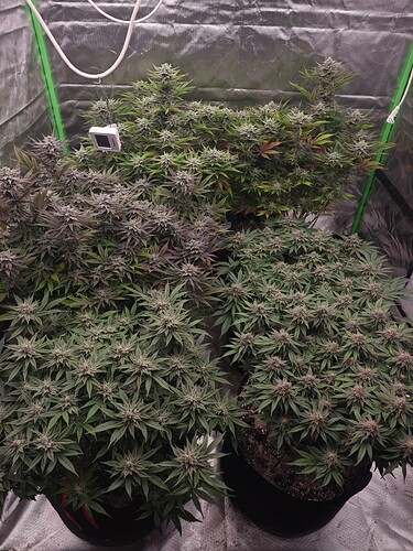 Growreport Bild 1