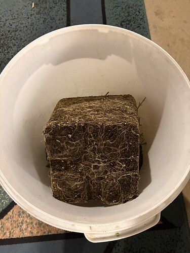 Growreport Bild 8