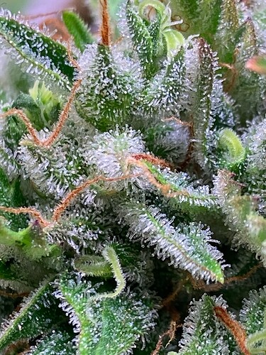 Growreport Bild 10