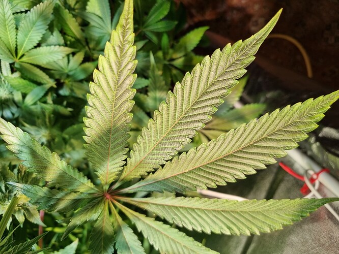 Nahaufnahme eines Cannabisblattes mit Anzeichen von Nährstoffmangel, die Blattadern sind deutlich sichtbar und die Zwischenräume sind heller gefärbt.