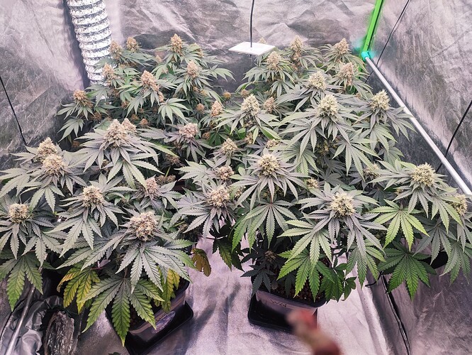 Growreport Bild 31