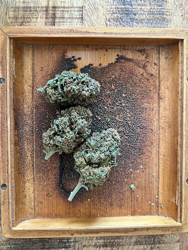 Drei getrimmte Cannabis-Buds liegen auf einem hölzernen Tablett.