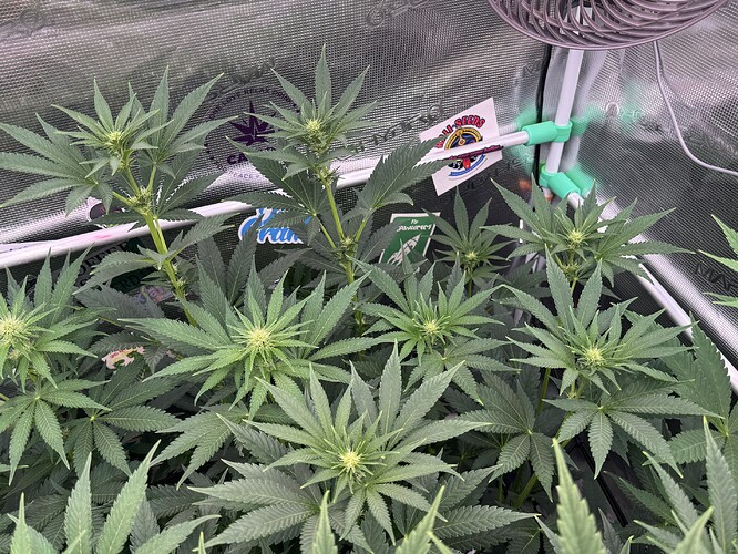Growreport Bild 32
