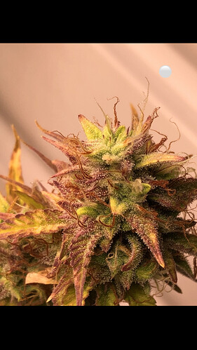 Growreport Bild 7