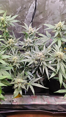 Growreport Bild 6