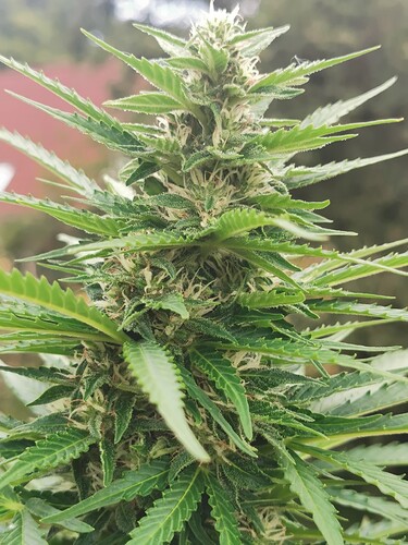 Growreport Bild 1