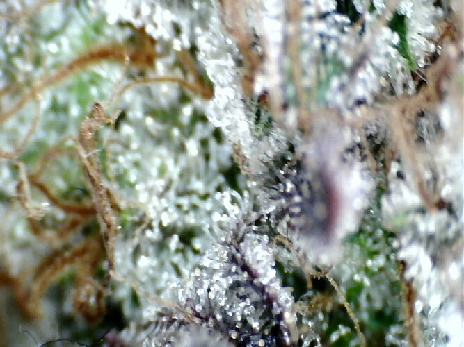 Growreport Bild 12