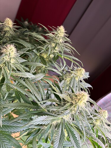 Growreport Bild 52
