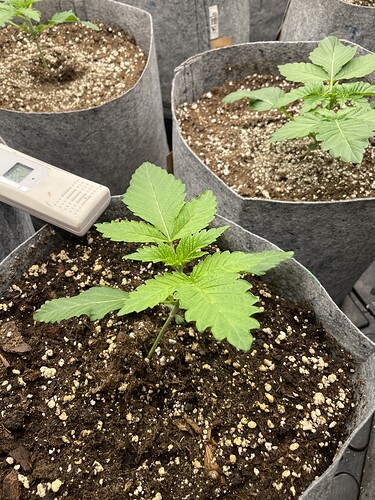 Growreport Bild 11