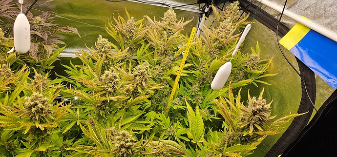 Growreport Bild 7