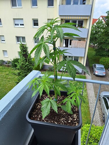 Growreport Bild 4