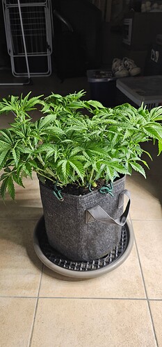 Growreport Bild 17