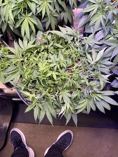 Growreport Bild 113