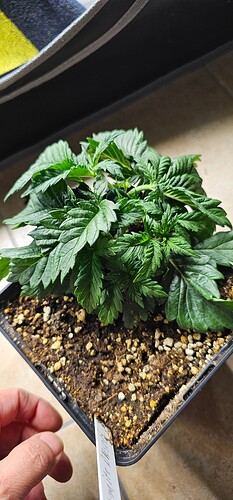 Growreport Bild 47