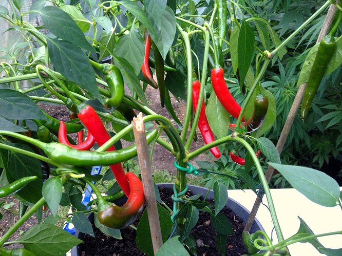 Growreport Bild 43