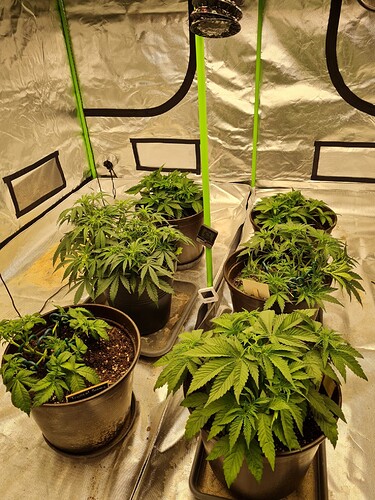 Growreport Bild 1