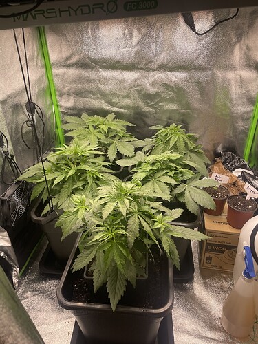 Growreport Bild 1