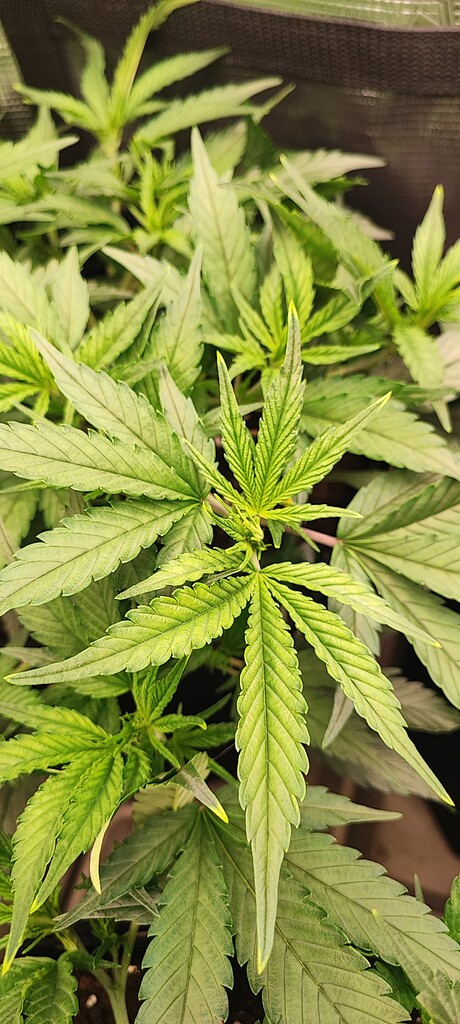 Indoor Sativa Firstgrow 120 x 60 x 180 / 2 x SF 2000 / Tropicana-Banana, Super Lemon Haze, Cannalope Haze