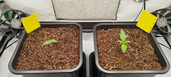Growreport Bild 5