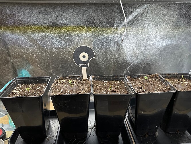 Growreport Bild 4