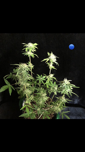 Growreport Bild 12