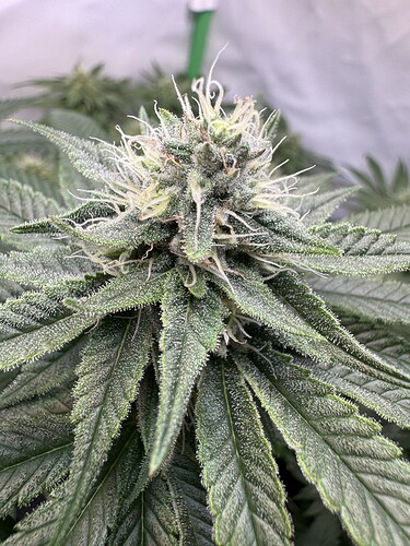 Growreport Bild 28