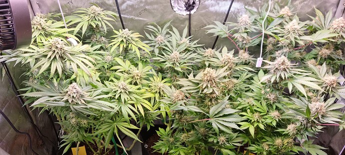 Growreport Bild 24