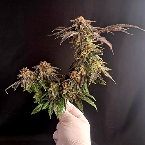 Growreport Bild 3