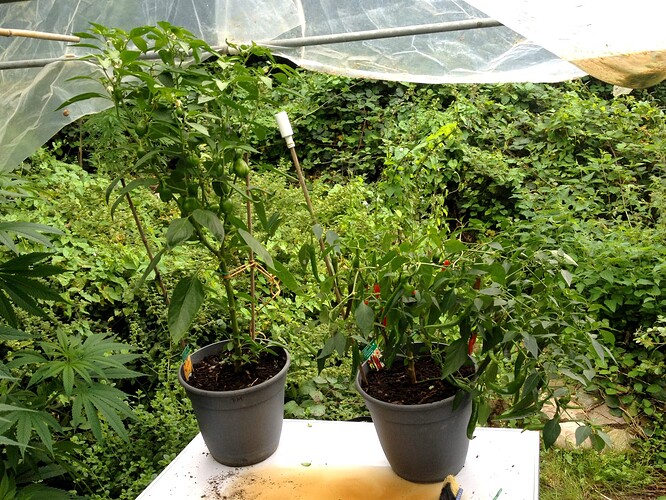 Growreport Bild 42