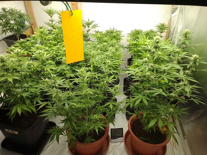 Growreport Bild 3