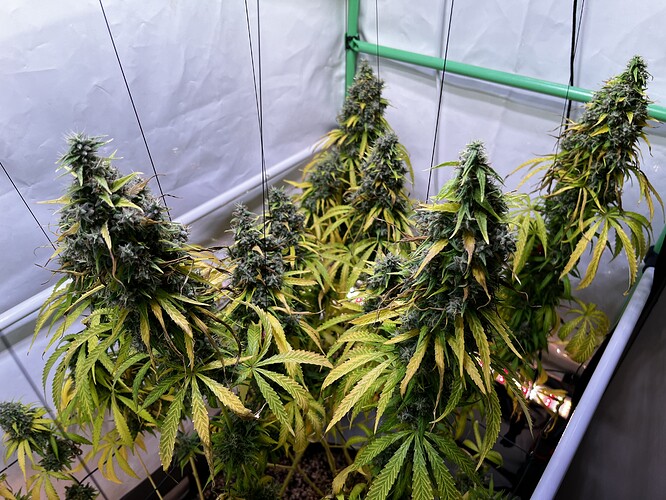 Growreport Bild 9