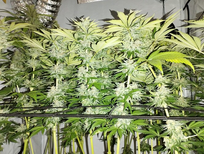 Growreport Bild 14