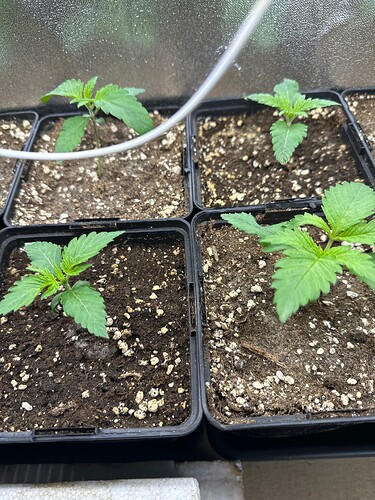 Growreport Bild 35