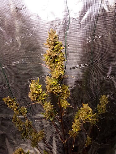 Growreport Bild 1