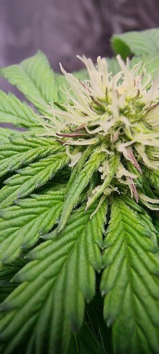 Growreport Bild 13