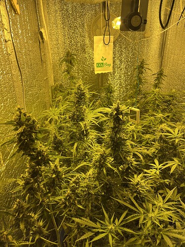 Growreport Bild 2