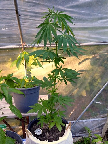 Grow25_0520_11