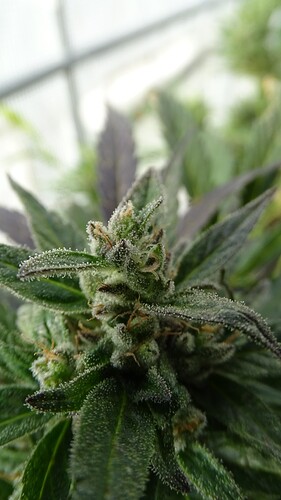 Growreport Bild 10