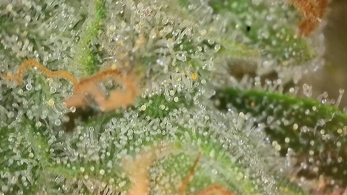Growreport Bild 8