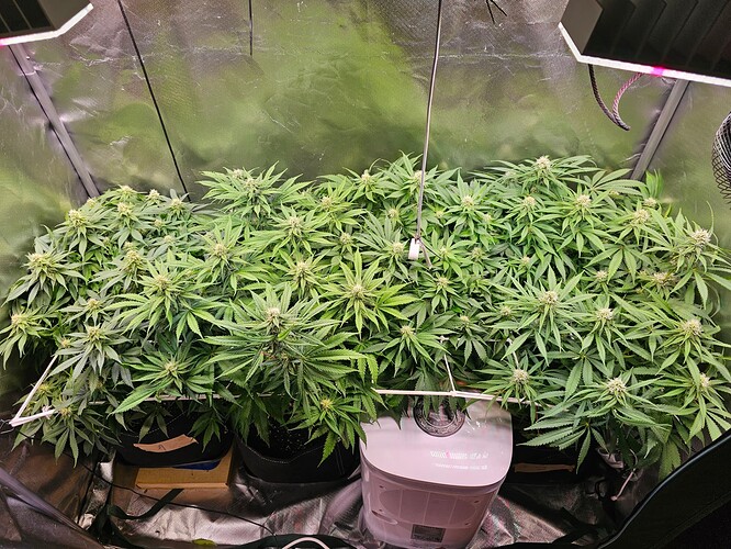 Growreport Bild 4