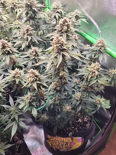 Growreport Bild 14